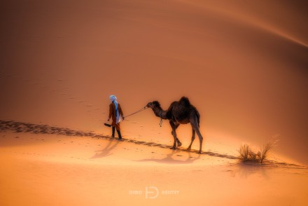 Camel